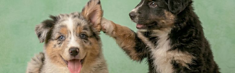 Yoga avec chiots à Grenoble